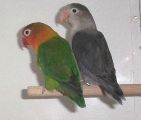 malefischersauvage(vert)etfischermauve.jpg