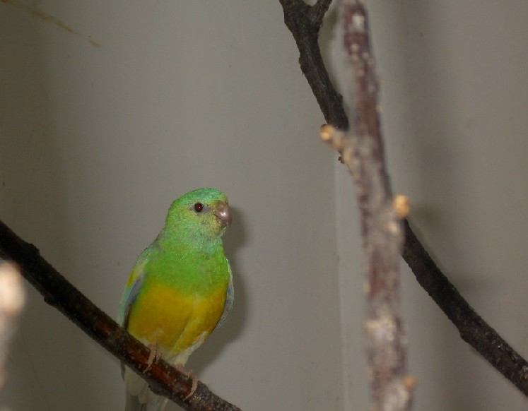 MÃ¢le croupion.JPG