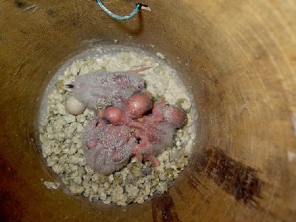 bÃ©bÃ©s croupion.JPG