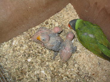 tete ardoise 1 ouvre les yeux_1_1.JPG