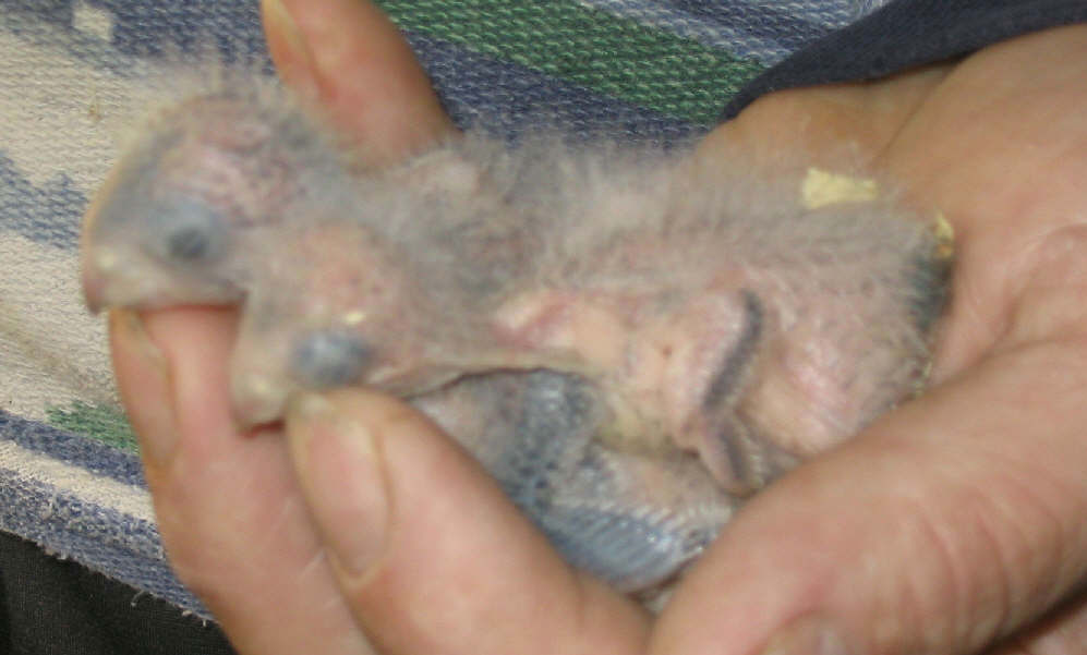 bÃ©bÃ©s catherines_1_1.jpg