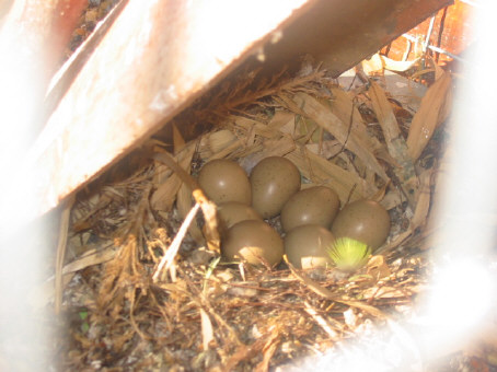 saison 05 voliÃ©re GV .JPG