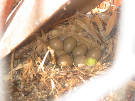 saison 05 GV caille de chine .JPG