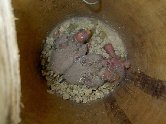 bÃ©bÃ©s croupion.JPG