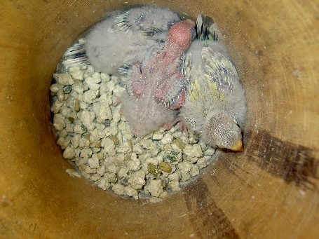 bÃ©bÃ©s croupion.JPG