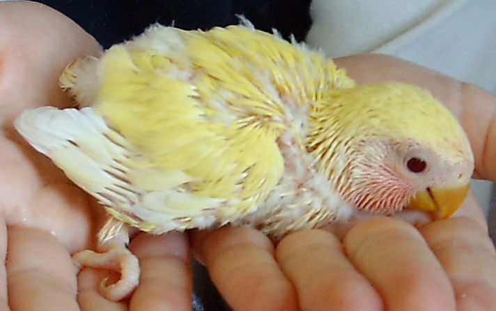 bÃ©bÃ© rosei.jpg