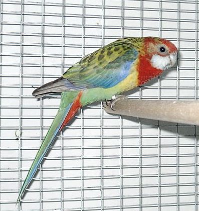 Omnicolore Pastel Femelle.jpg