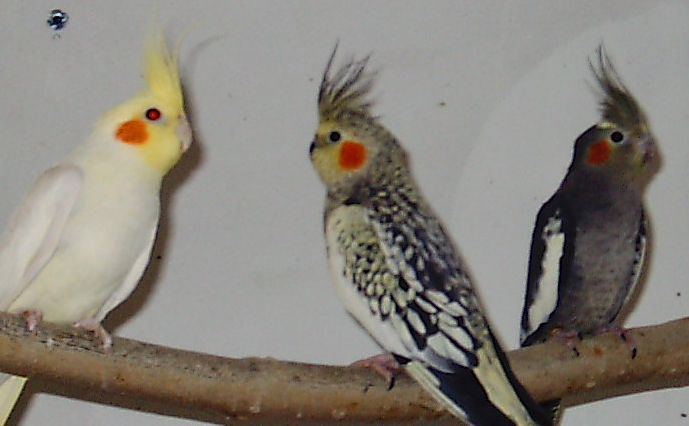 2calo femelle a droite et 1 male.jpg