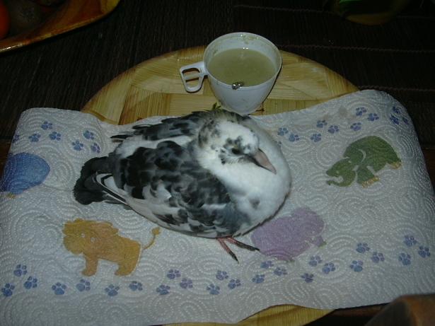 DSCN0974.JPG