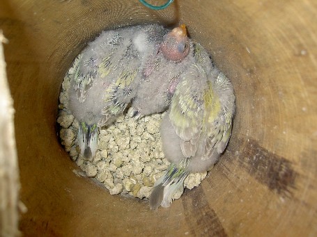 bÃ©bÃ©s croupion.JPG