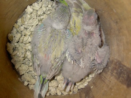 bÃ©bÃ©s croupion.JPG