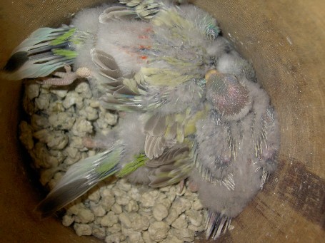 bÃ©bÃ©s croupion.JPG