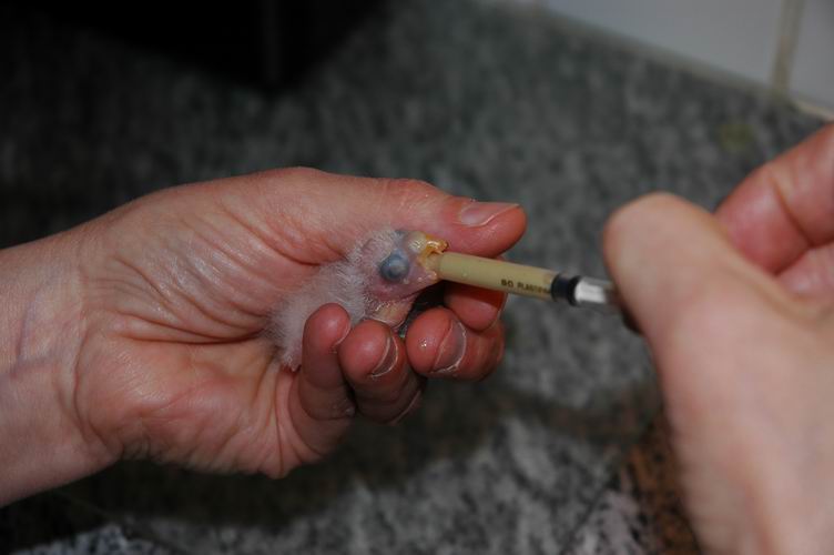 Resize of Img2005-06-04-18.41.38.JPG