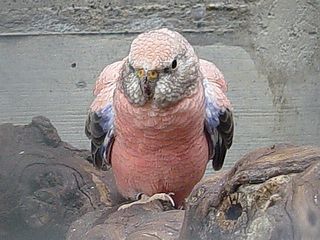 Bourke1.jpg