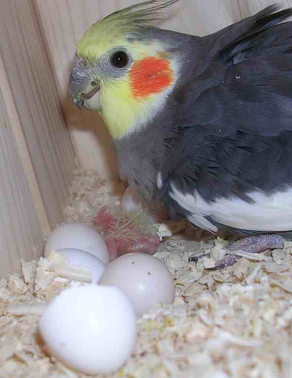 BÃ©bÃ© Callo1.jpg