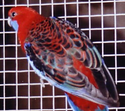 pennant femelle 2.jpg