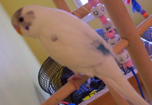 coconut2.jpg