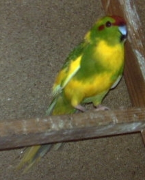 kaka panach jonat.jpg