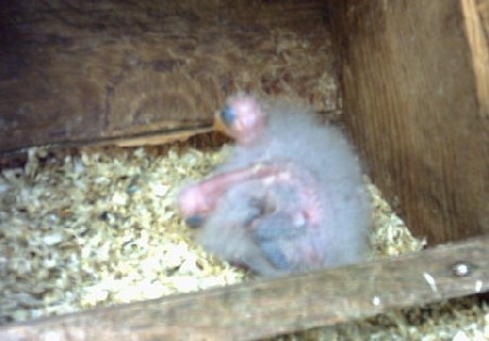 BB 3 pennant 10 j.jpg