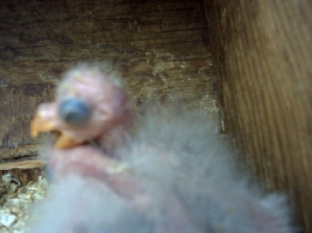 BB 2 pennant 10 J.jpg