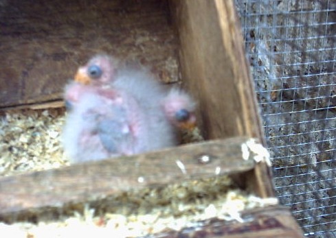 BB 1 pennant 10 J.jpg