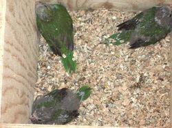 bÃ©bÃ© kakarikis au nid.JPG