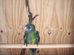 bb kakariki hors du nid.JPG