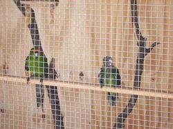 bÃ©bÃ© kakariki avec mÃ¢le repro.JPG