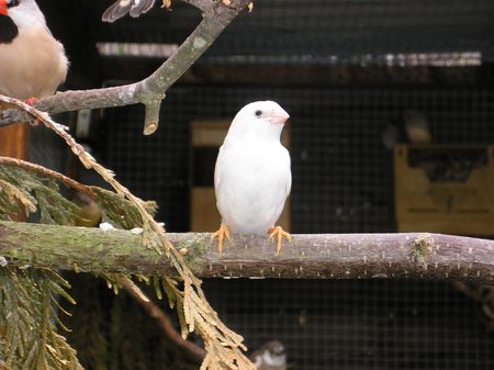 bb mandarins tout blanc1.JPG