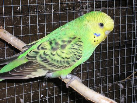 bb ondulÃ©e verte.JPG