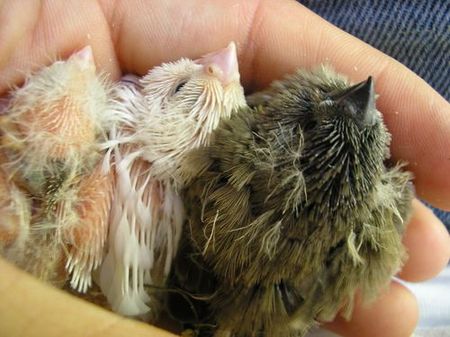 bb mandarins blancs5.JPG