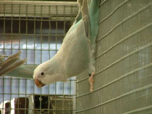 souris bleue pastel.jpg