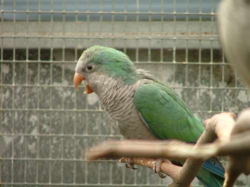 souris aqua rÃ©duit.jpg