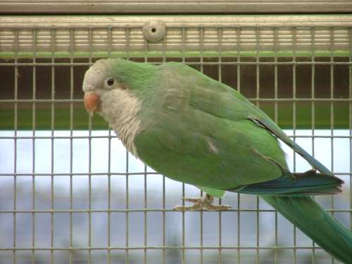 souris aqua1rÃ©duit.jpg