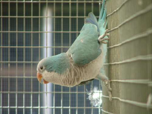 souris bleue rÃ©duit.jpg