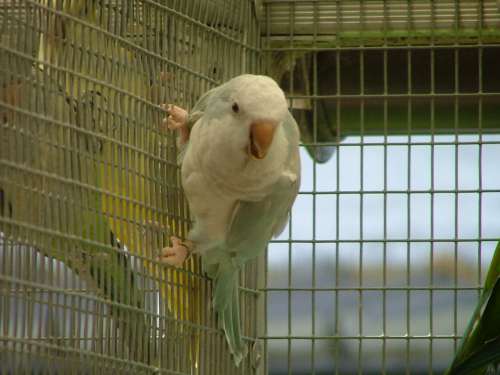 souris bleue pastelrÃ©duit.jpg