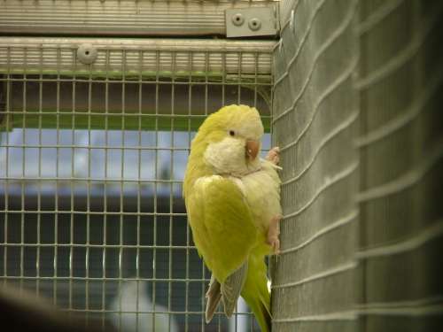 souri lutino1rÃ©duit.jpg