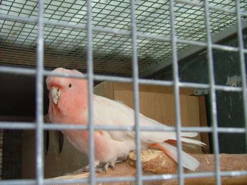 cacatoÃ¨s leadbeater rÃ©duit.jpg