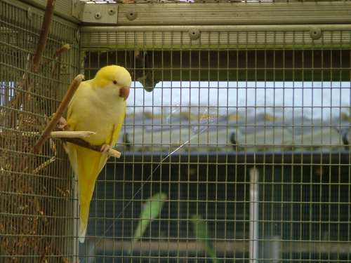 souris lutino rÃ©duit.jpg