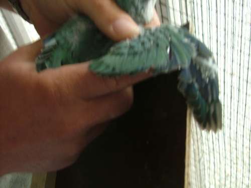 bÃ©bÃ© souris aqua rÃ©duit.jpg