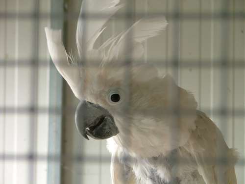 cacatoÃ¨s alba rÃ©duit.jpg