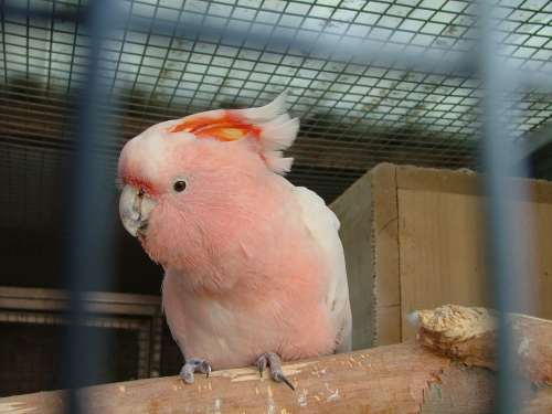 cacatoÃ¨s leadbeater rÃ©duit 2.jpg