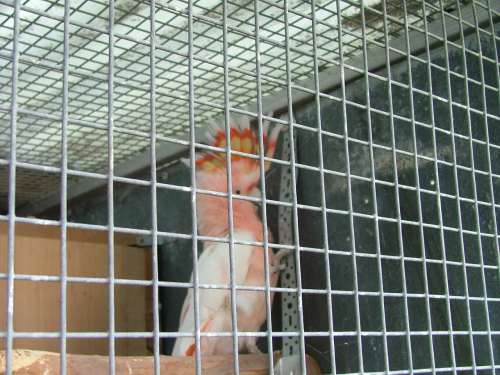 cacatoÃ¨s leadbeater rÃ©duit 3.jpg