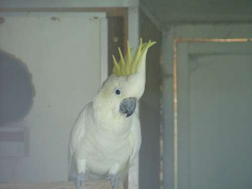 cacatoÃ¨s petit huppe jaune rÃ©duit 3.jpg