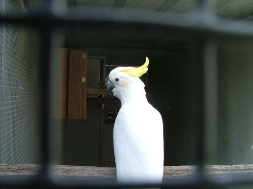 cacatoÃ¨s petit huppe jaune rÃ©duit 2.jpg