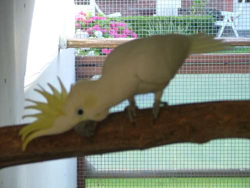 cacatoÃ¨s petie Ã  hupppe jaune rÃ©duit.jpg