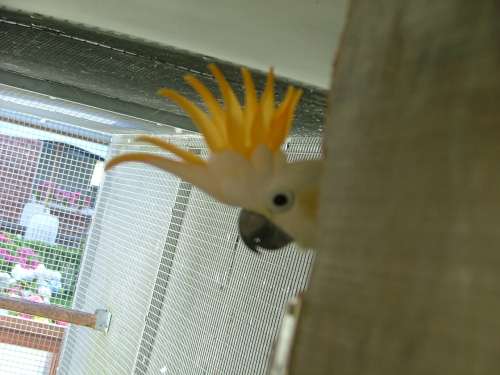 cacatoÃ¨s petit huppe orange rÃ©duit.jpg