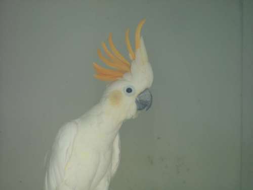 cacatoÃ¨s petit huppe orange rÃ©duit 3.jpg