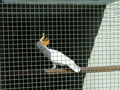 cacatoÃ¨s petit huppe orange rÃ©duit 2.jpg