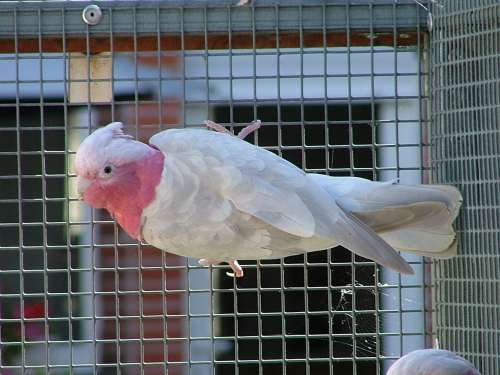 cacatoÃ¨s rosalbin cinnamon rÃ©duit2.jpg